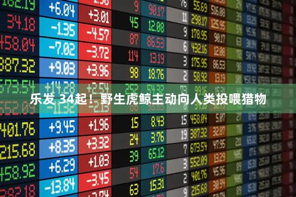 乐发 34起！野生虎鲸主动向人类投喂猎物