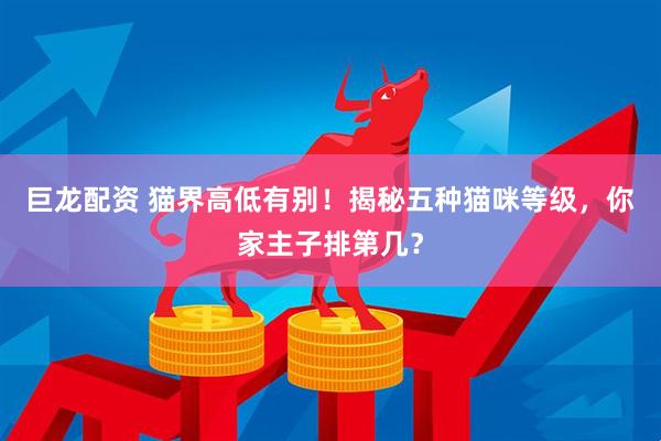 巨龙配资 猫界高低有别！揭秘五种猫咪等级，你家主子排第几？