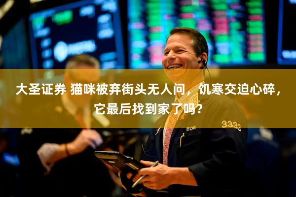 大圣证券 猫咪被弃街头无人问，饥寒交迫心碎，它最后找到家了吗？