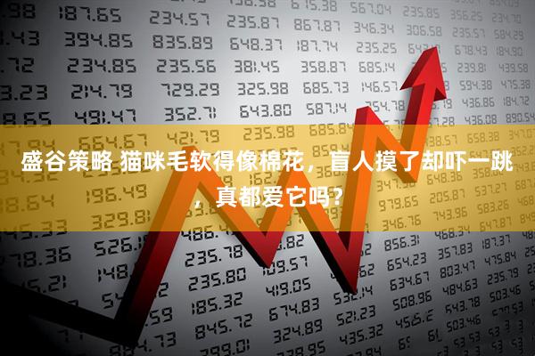 盛谷策略 猫咪毛软得像棉花，盲人摸了却吓一跳，真都爱它吗？
