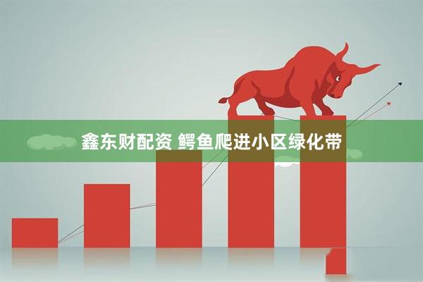 鑫东财配资 鳄鱼爬进小区绿化带