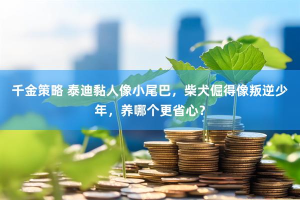 千金策略 泰迪黏人像小尾巴，柴犬倔得像叛逆少年，养哪个更省心？